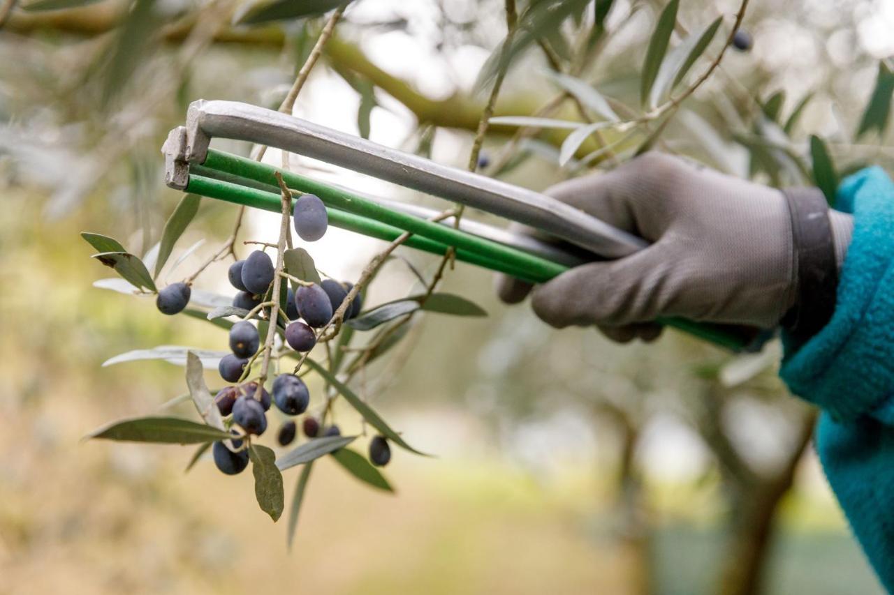 Agriturismo Agricamping Garda Natura Costermano Εξωτερικό φωτογραφία